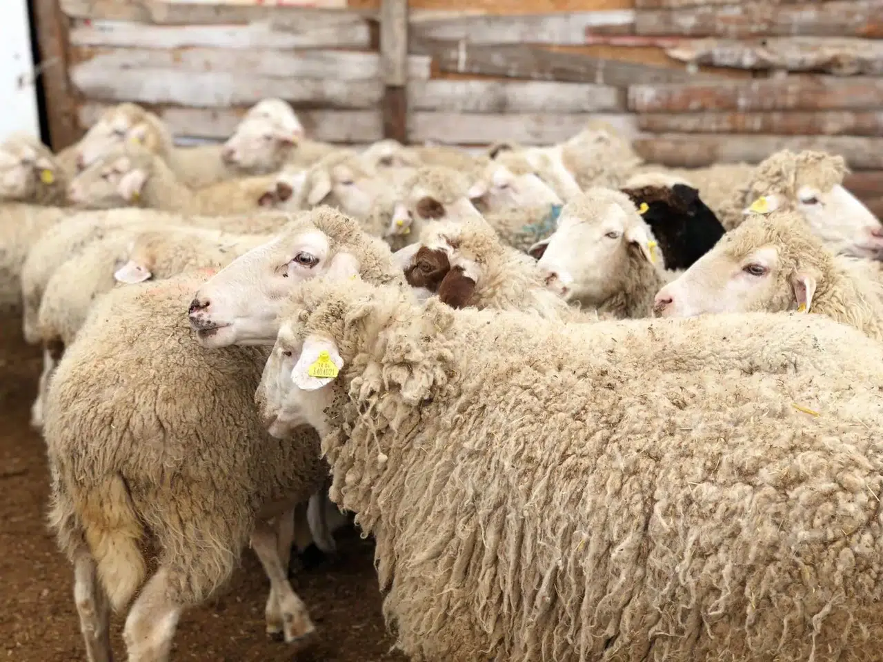 2026 Kurbanlık Fiyatları Güncel Büyükbaş ve Küçükbaş Listesi