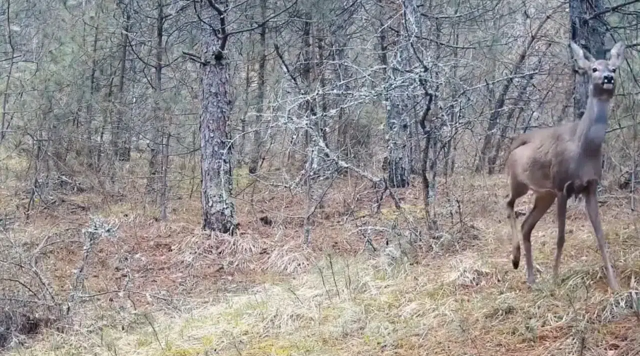 Karabük ormanlarının zarif misafirleri kameralara yakalandı