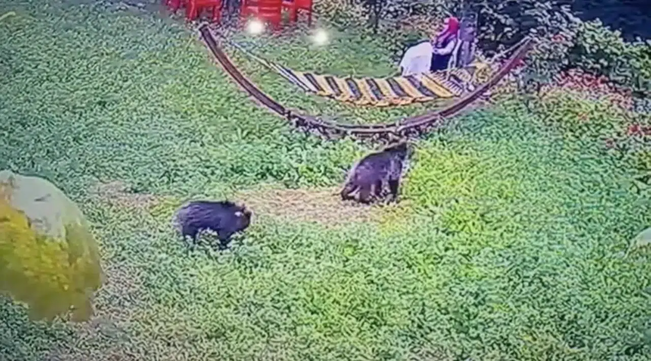 Karabük'te davetsiz misafirler: Bahçeye inen yavru ayılar kamerada