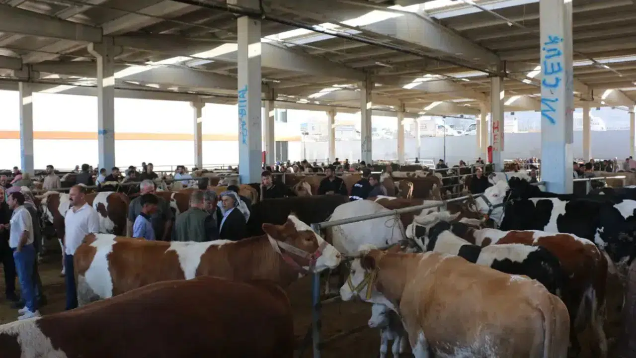 Büyükbaş kurbanlık arayanlar o pazarda eli boş kalıyor