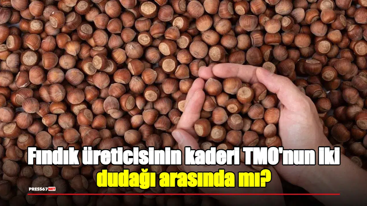 Fındık üreticisinin kaderi TMO'nun iki dudağı arasında mı?