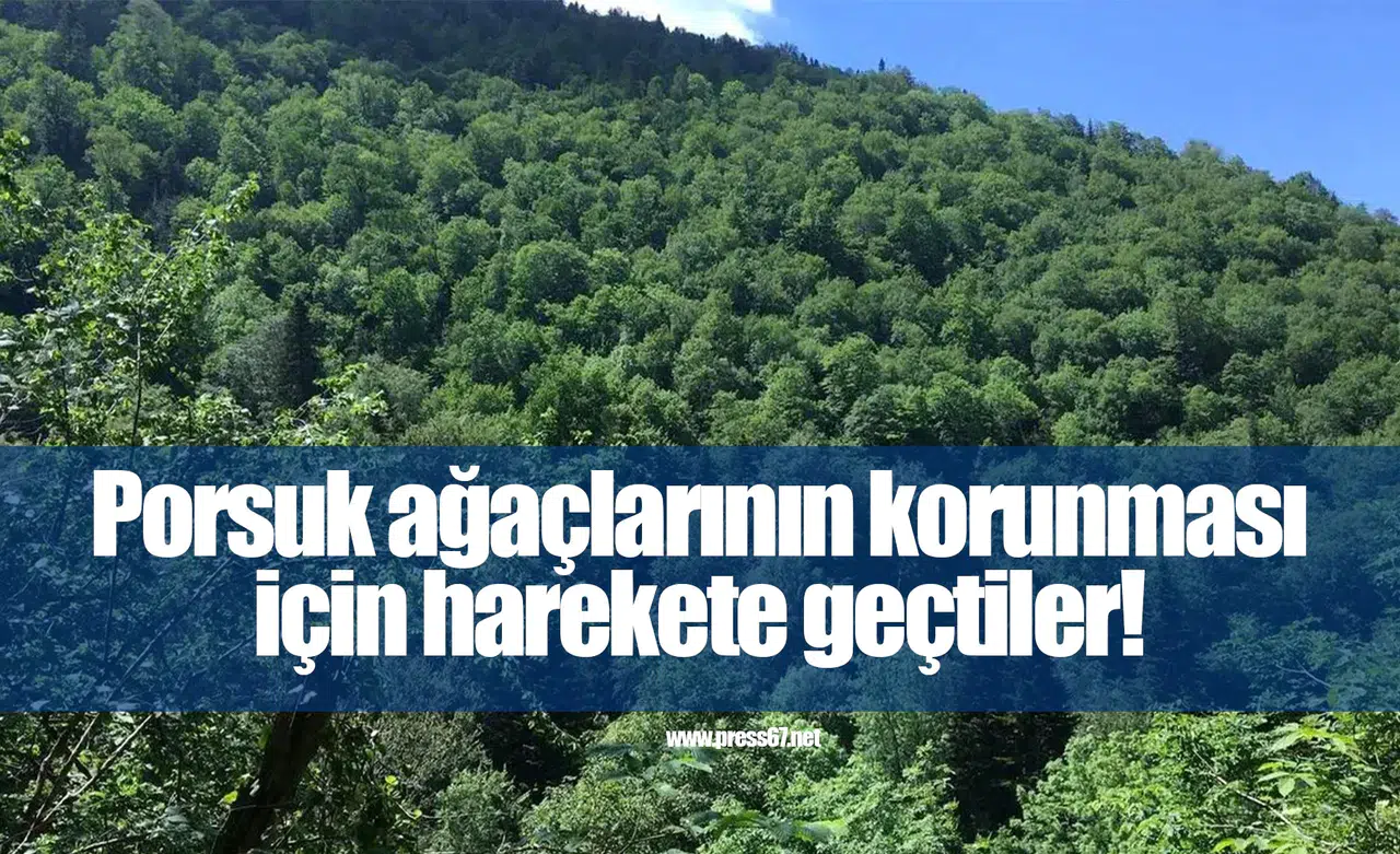 Porsuk ağaçlarının korunması için uluslararası konsorsiyum harekete geçti
