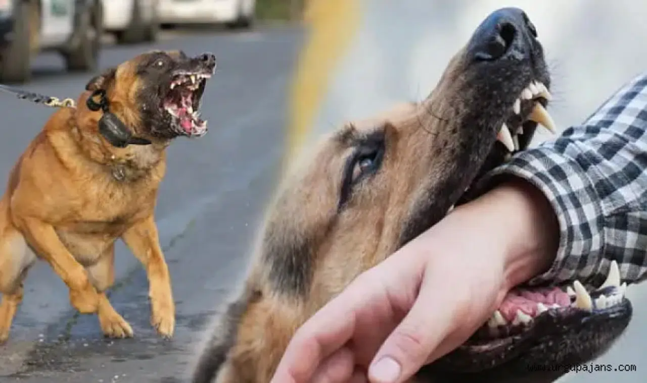 Sabah 06.20’de sırt çantalı çocuğa sokak köpeği saldırısı: Zonguldak Belediyesi’nden adım bekleniyor