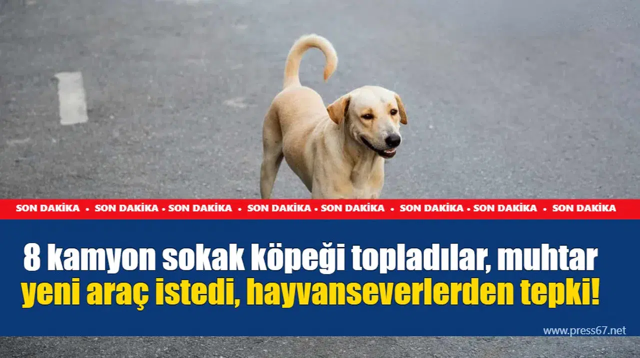 8 kamyon sokak köpeği topladılar, muhtar yeni araç istedi, hayvanseverlerden tepki!
