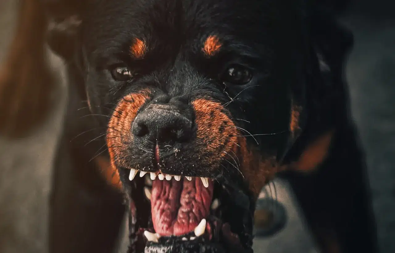 Köpek saldırısında bilinmesi gerekenler! Saldırı sonrası ne yapılmalı!