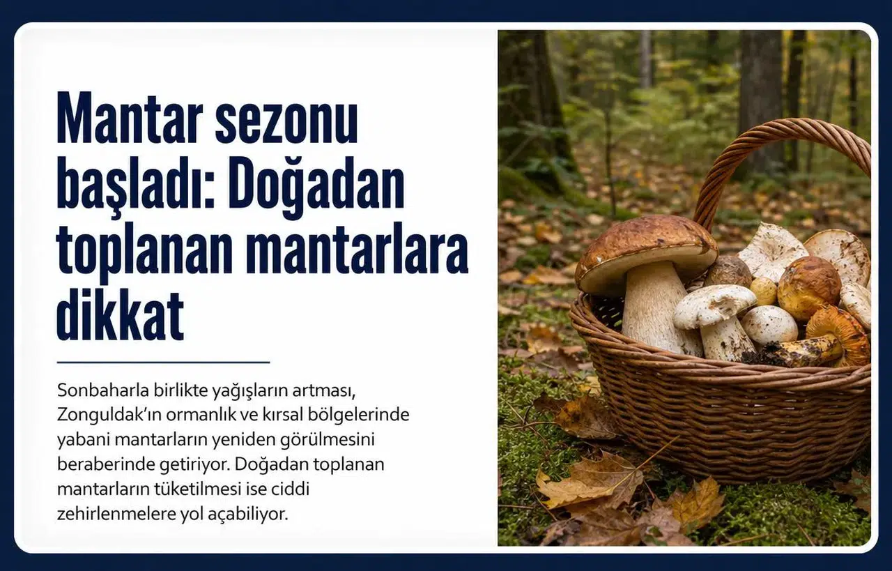 Mantar sezonu başladı: Doğadan toplanan mantarlara dikkat