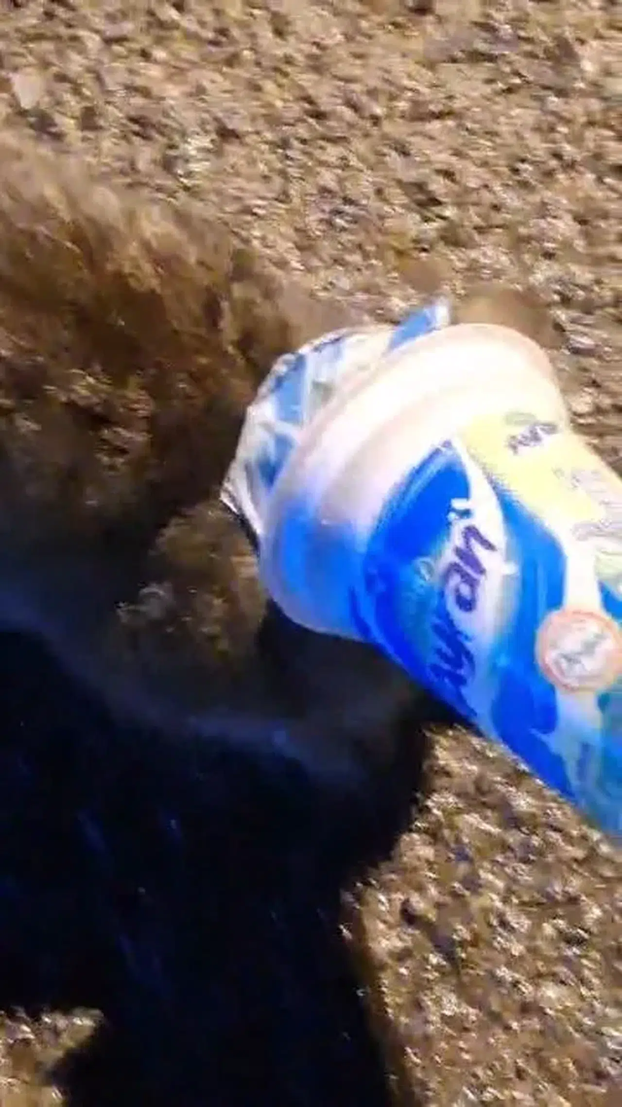Kafasına ayran kabı sıkışan kedi, yardım için itfaiyeye gitti.