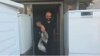 Martı yavrusu beyaz eşya tamircisini karıştırdı