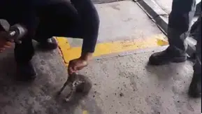 Safranbolu'da otomobilin motoruna giren yavru kedi kurtarıldı