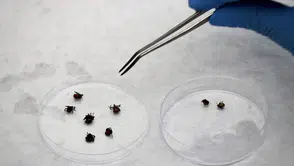 Sağlık Bakanlığı’ndan Kene Uyarısı: Çıplak elle müdahale etmeyin