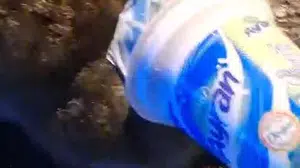 Kafasına ayran kabı sıkışan kedi, yardım için itfaiyeye gitti.