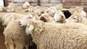 2026 Kurbanlık Fiyatları Güncel Büyükbaş ve Küçükbaş Listesi