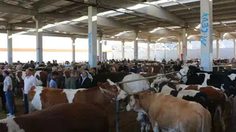 Büyükbaş kurbanlık arayanlar o pazarda eli boş kalıyor