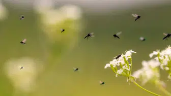 Karaelmas Mahallesi sakinleri sinek sorununa çözüm bekliyor