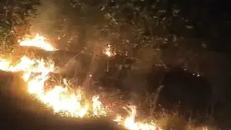 Zonguldak'taki fındık bahçesinde yangın çıktı