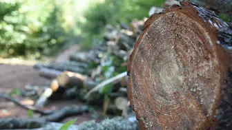 Zonguldak Devrek'te orman kesiminde iş kazası iki yaralı