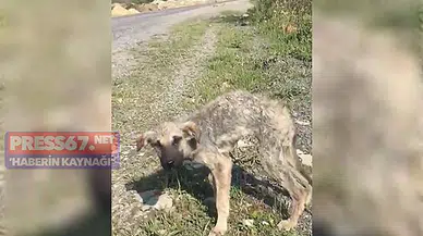 Alaplı'da hayvanların ölüme terk edilmesine tepki!