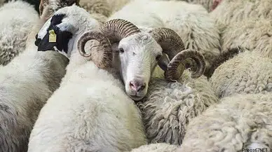 Devletin tespit ettiği satış yerlerinden kurbanlık alın!