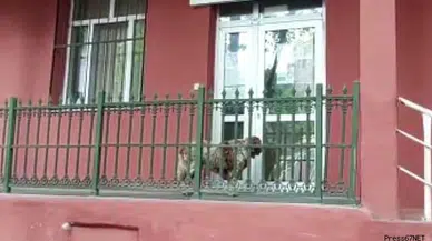 Hamile köpek dakikalarca sağlık ocağının önünde yardım bekledi