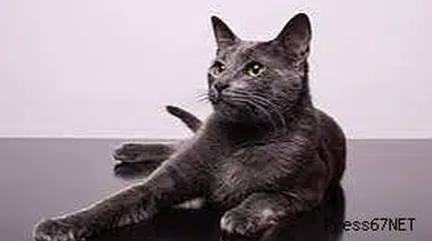 Hırsızlık için girdiği çiçekçiden kedi çaldı