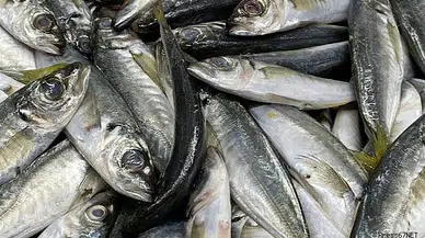 İstavrit ve mezgit avı rastgele