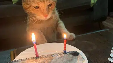 Kedisine balıklı doğum günü sürprizi yaptı!