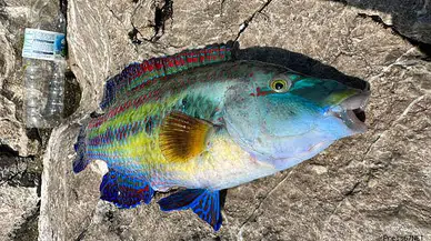 Rengiyle hayran bıraktı!