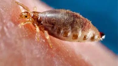 Dikkat: O hastalık Zonguldak'ta patlama yaptı!