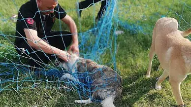 Fileye dolanan köpeği itfaiye ekipleri kurtardı