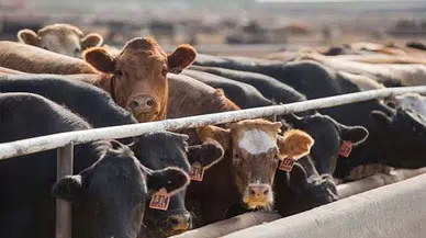 Hayvan satışları yasaklandı!