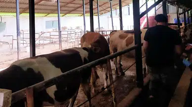 Şap hastalığında Çaycuma’dan destek