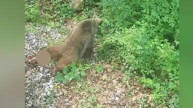 Yolcu treninin çarptığı ayı ekipler tarafından aranıyor