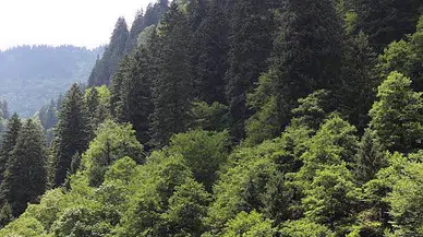 30 Eylül’e kadar ormanlara giriş yasaklandı