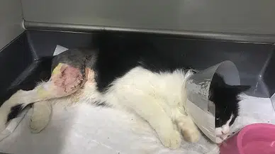 Fark etmeyip ezdiği kediyi veterinere yetiştirdi