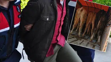 Jandarma hayvan hırsızlarını yakaladı