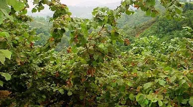 Fındık bahçesinde 2 kişi vuruldu