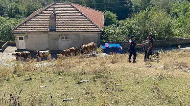 Ormanda kaybolan hayvanları jandarma buldu  
