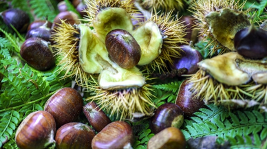 Rekoltesi düştü fiyatı ikiye katladı!