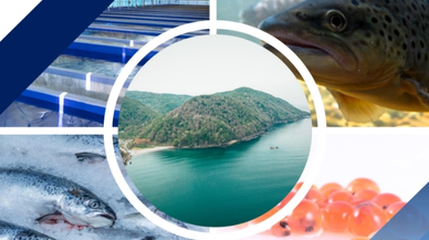 Bürokratik Engeller Aşıldı: Türk Somonu Yetiştiriciliği ve İhracatı Projesi Hayata Geçiyor