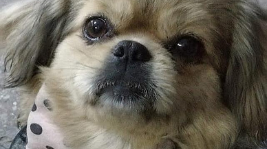 Sokak hayvanlarına ilişkin kanun teklifi 1 Ağustos'a kadar görüşülecek