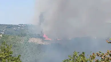 Alaplı'da ormanlık alanda yangın çıktı