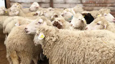 2026 Kurbanlık Fiyatları Güncel Büyükbaş ve Küçükbaş Listesi