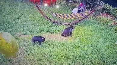 Karabük'te davetsiz misafirler: Bahçeye inen yavru ayılar kamerada