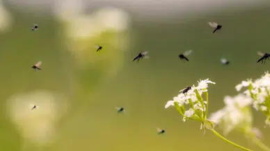 Karaelmas Mahallesi sakinleri sinek sorununa çözüm bekliyor
