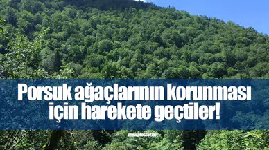 Porsuk ağaçlarının korunması için uluslararası konsorsiyum harekete geçti