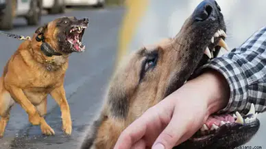 Sabah 06.20’de sırt çantalı çocuğa sokak köpeği saldırısı: Zonguldak Belediyesi’nden adım bekleniyor