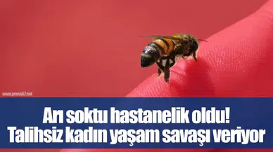 Zonguldak'ta Fındık Bahçesinde Eşek Arısının Soktuğu Kadın Yoğun Bakıma Alındı