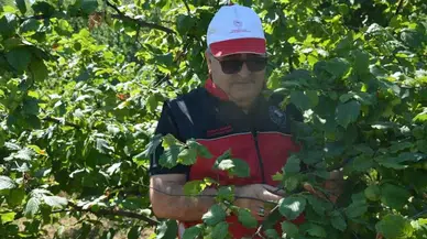Zonguldak'ta fındık rekoltesi için saha çalışmaları başladı