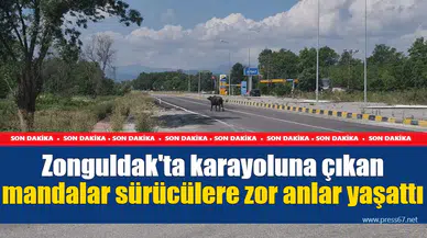 Zonguldak'ta karayoluna çıkan mandalar sürücülere zor anlar yaşattı
