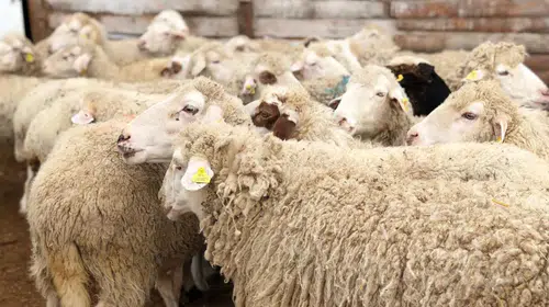 2026 Kurbanlık Fiyatları Güncel Büyükbaş ve Küçükbaş Listesi